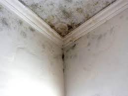 Reliable China Grove, NC Mold Removal Services Solutions